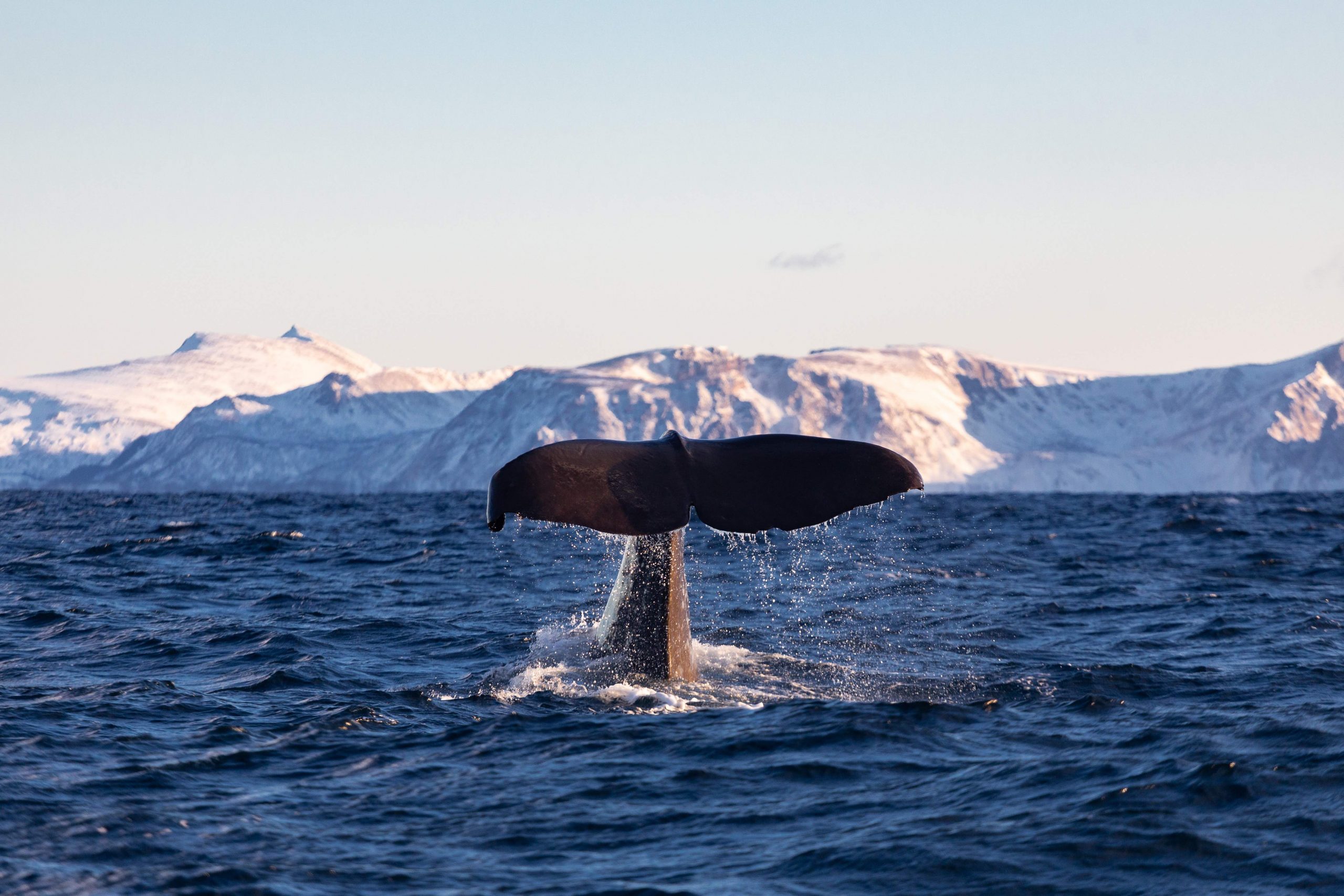 Bliss Mobil North Cape 2019-1664