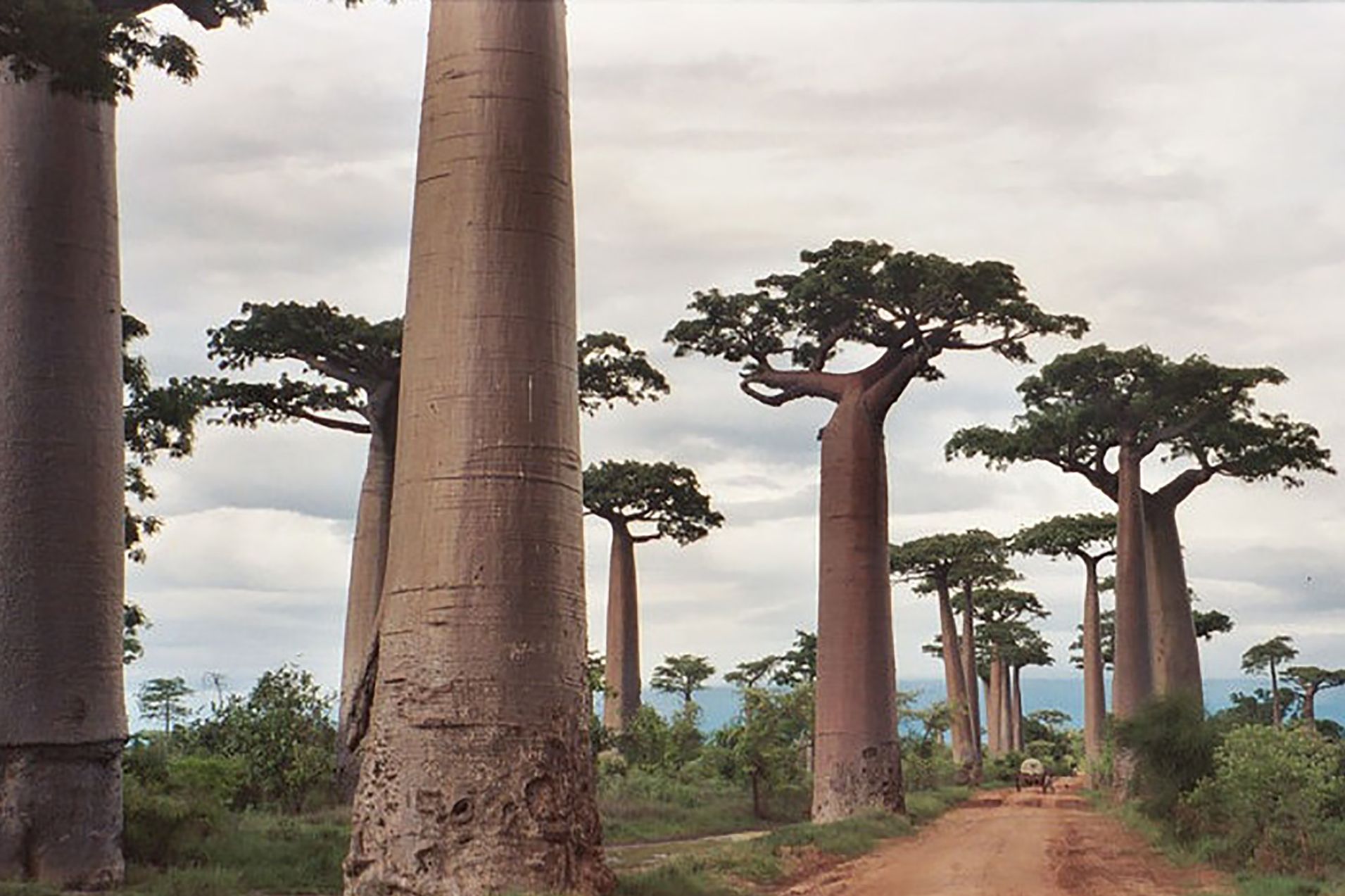 avenue-baobabs-madagaskar avenue-baobabs-madagaskar