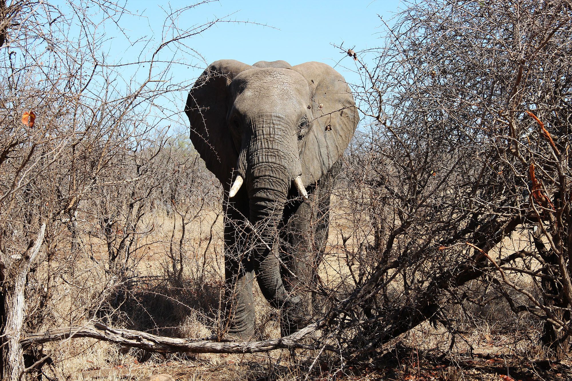 olifant-zuid-afrika